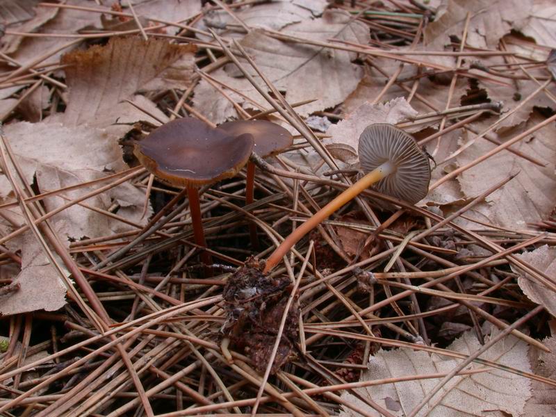 Prima escursione in montagna